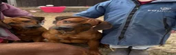 Rhodesian Ridgeback dogs for sale: Wait List Open - Safely Arrived 14th June - Advert 27