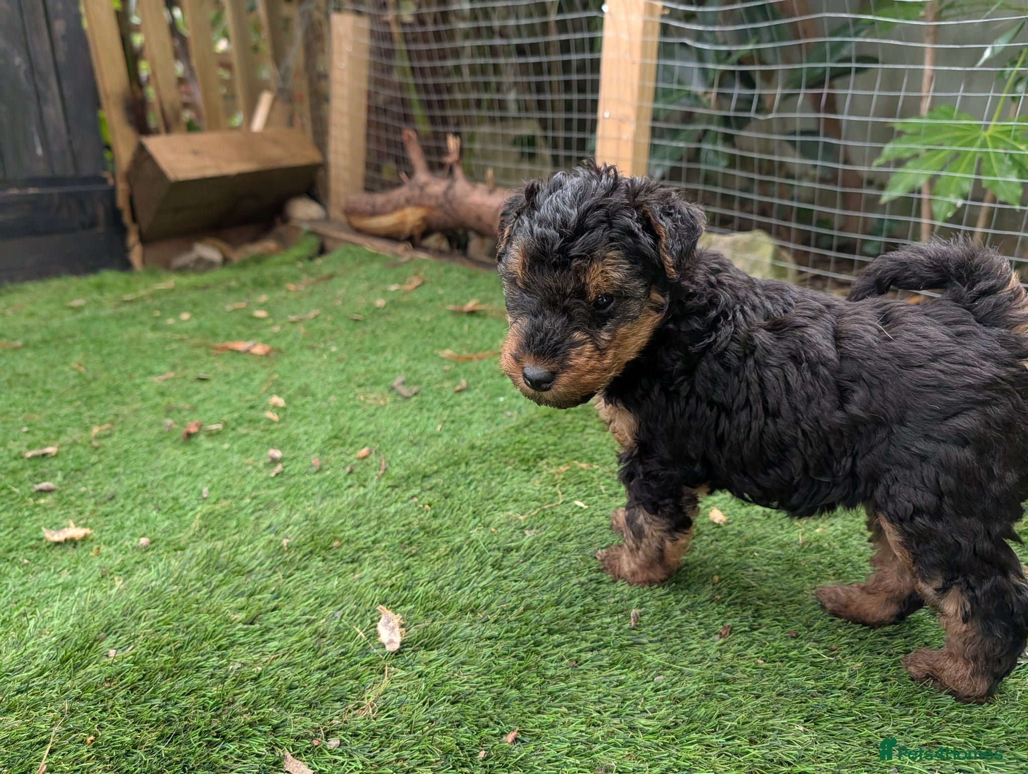 Welsh Terrier dogs for sale: Champion Lines KC Registered Welsh Terrier Puppies - Advert 5