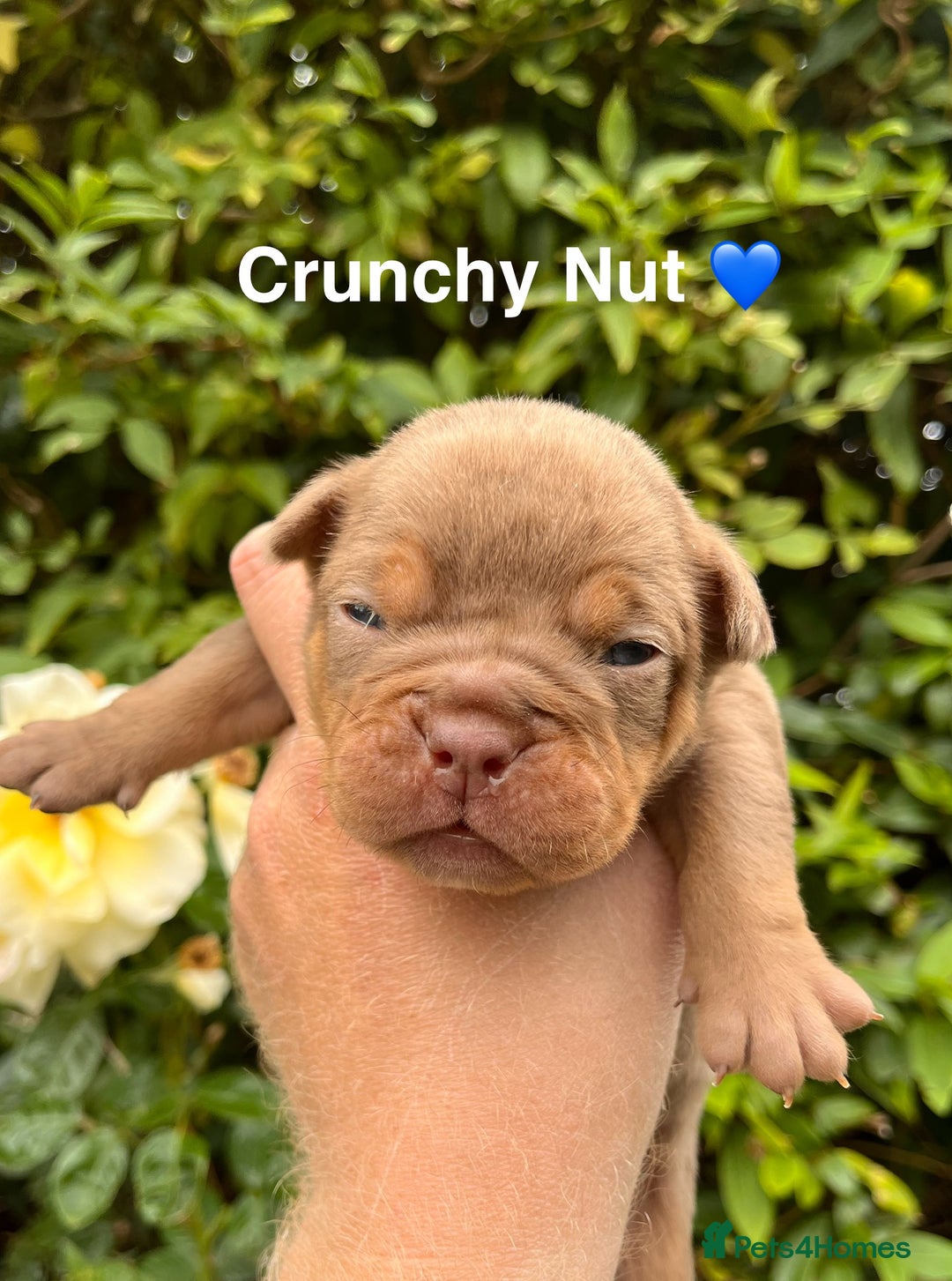 Olde English Bulldogge dogs for sale: RAINBOW OLD ENGLISH LITTER !!! - Image 6