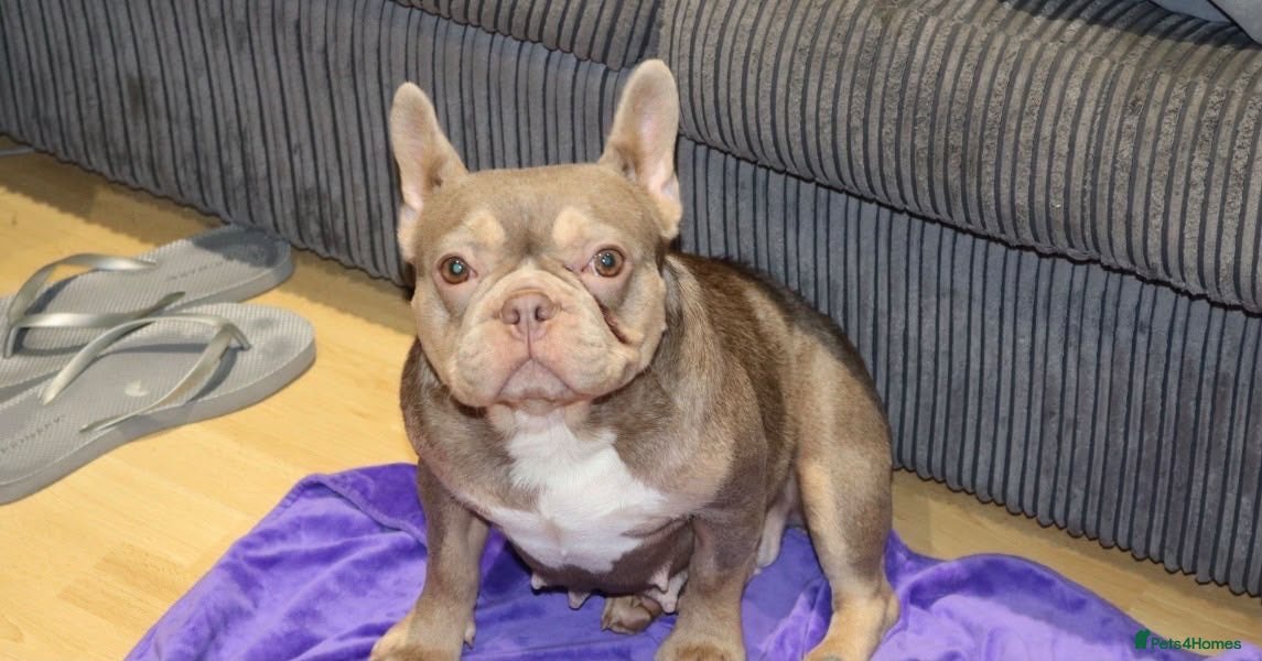 French Bulldog dogs for sale: KC Registered Isabella Girl - Advert 1