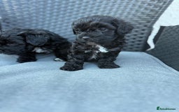 Yorkshire Terrier dogs for sale: Yorkies  - Image 22