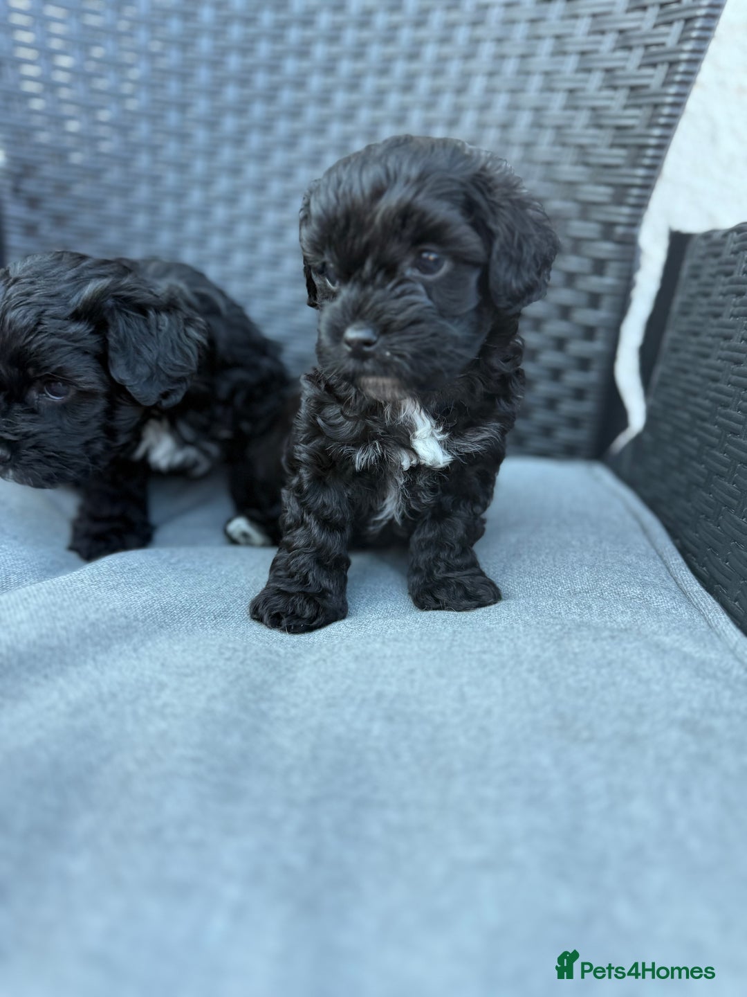 Yorkshire Terrier dogs for sale: Yorkies  - Image 22