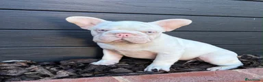French Bulldog 1