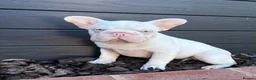 French Bulldog dogs for sale: French bulldog puppies in Ongar - Advert 2