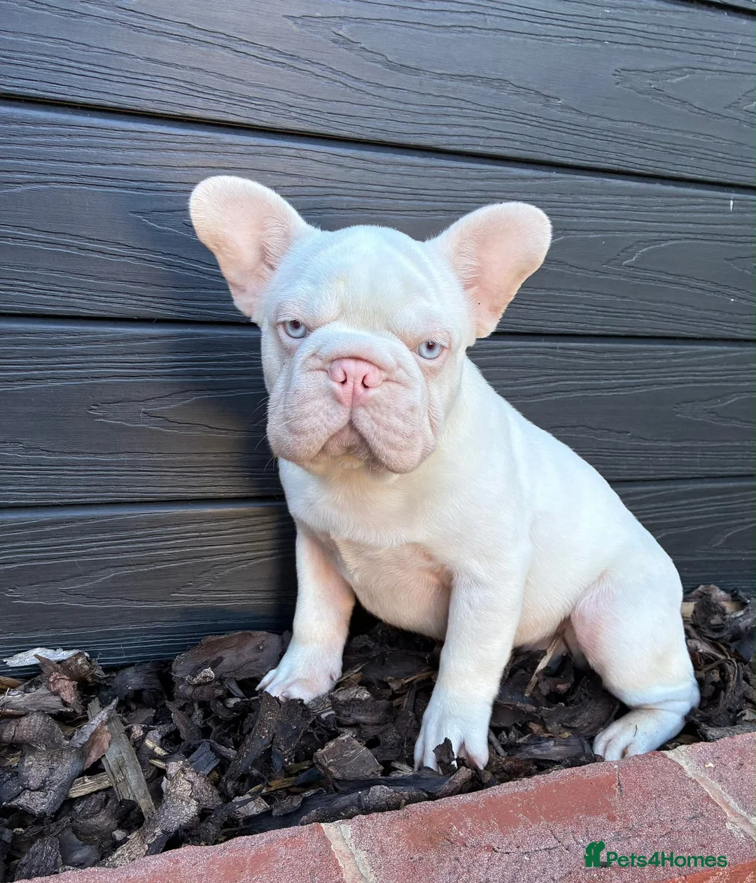 French Bulldog dogs for sale: French bulldog puppies in Ongar - Advert 2