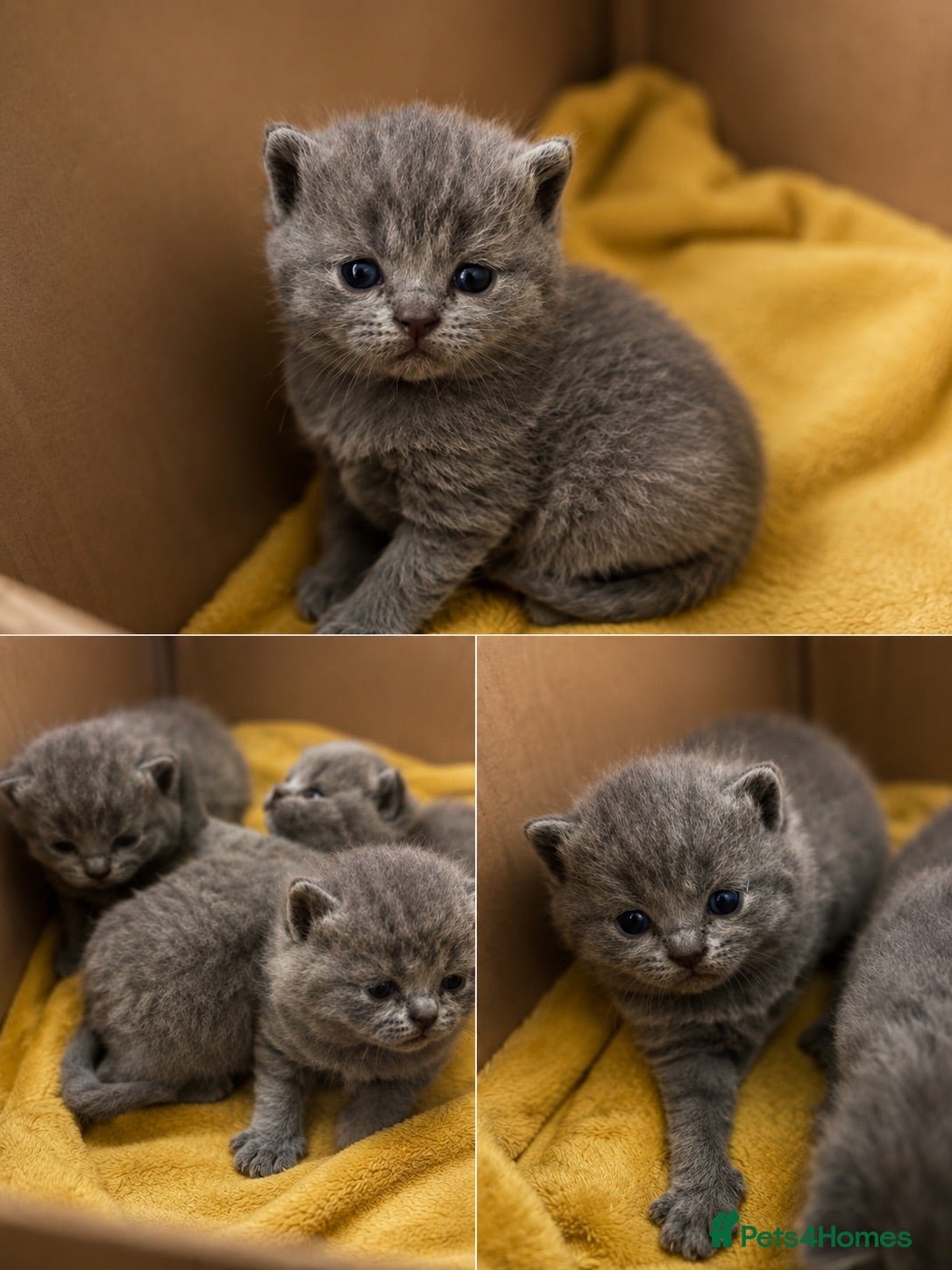 British Shorthair cats British shorthair kittens💛 - Advert 1