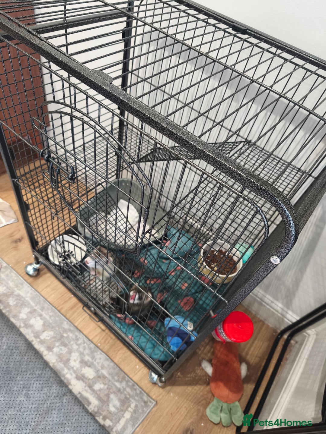 Ferret rodents for sale: 2 Female Ferrets  - Image 4