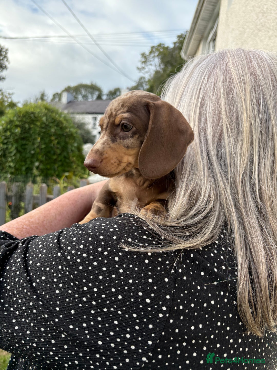 Miniature Dachshund dogs for sale: *READY NOW! 2 STUNNING KC REG MINI DACHSHUND BOYS* - Image 18
