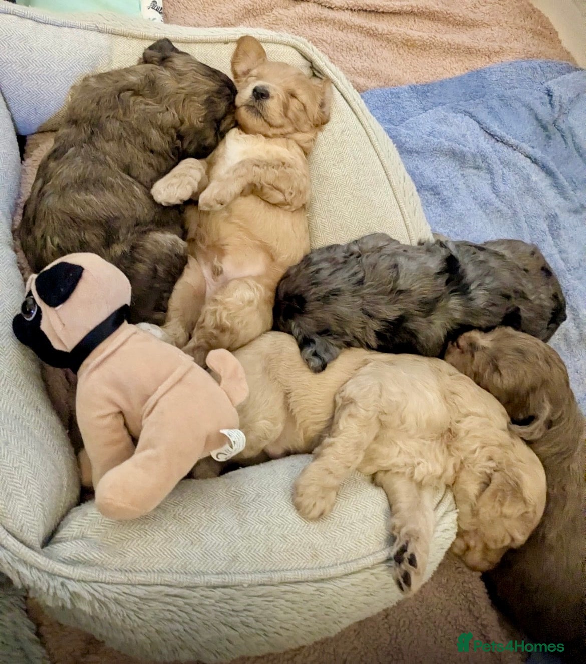 Double Doodle dogs Supreme Double Doodles - striking and unique coats - Advert 1