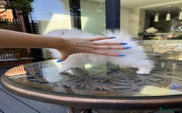Pomeranian dogs for sale: SUPER TINY ICE WHITE POMERANIAN BOY - Image 26
