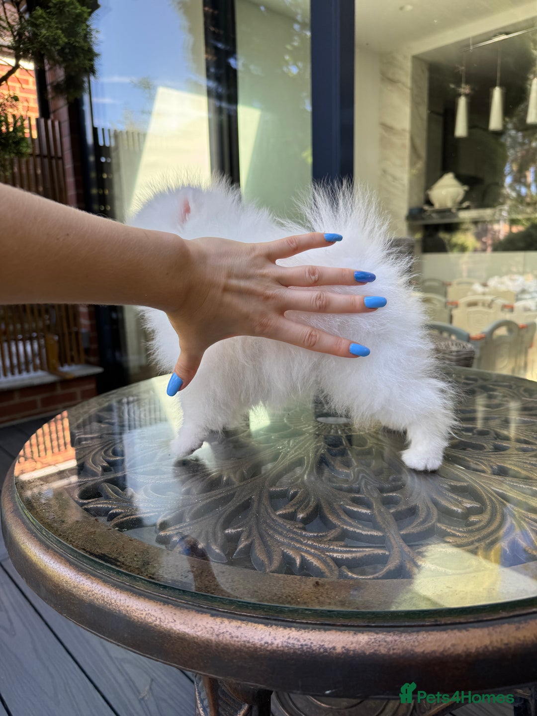 Pomeranian dogs for sale: SUPER TINY ICE WHITE POMERANIAN BOY - Image 26