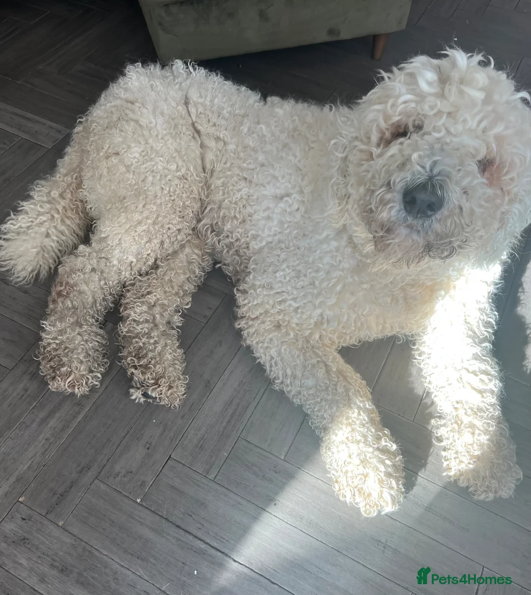 Komondor dogs for sale: Male Komondor in Chelmsford - Advert 2