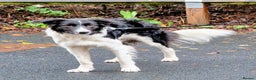 Border Collie dogs for sale: My name is Bruce  - Advert 1