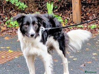 Border Collie dogs My name is Bruce - Advert 1