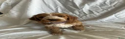 Cockapoo dogs for sale: Ready to leave Cockerpoo Puppies F1 - Advert 17