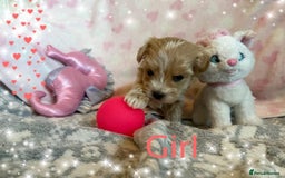 Maltipoo dogs for sale: Exceptional Genuine Maltipoo Puppies  - Advert 7