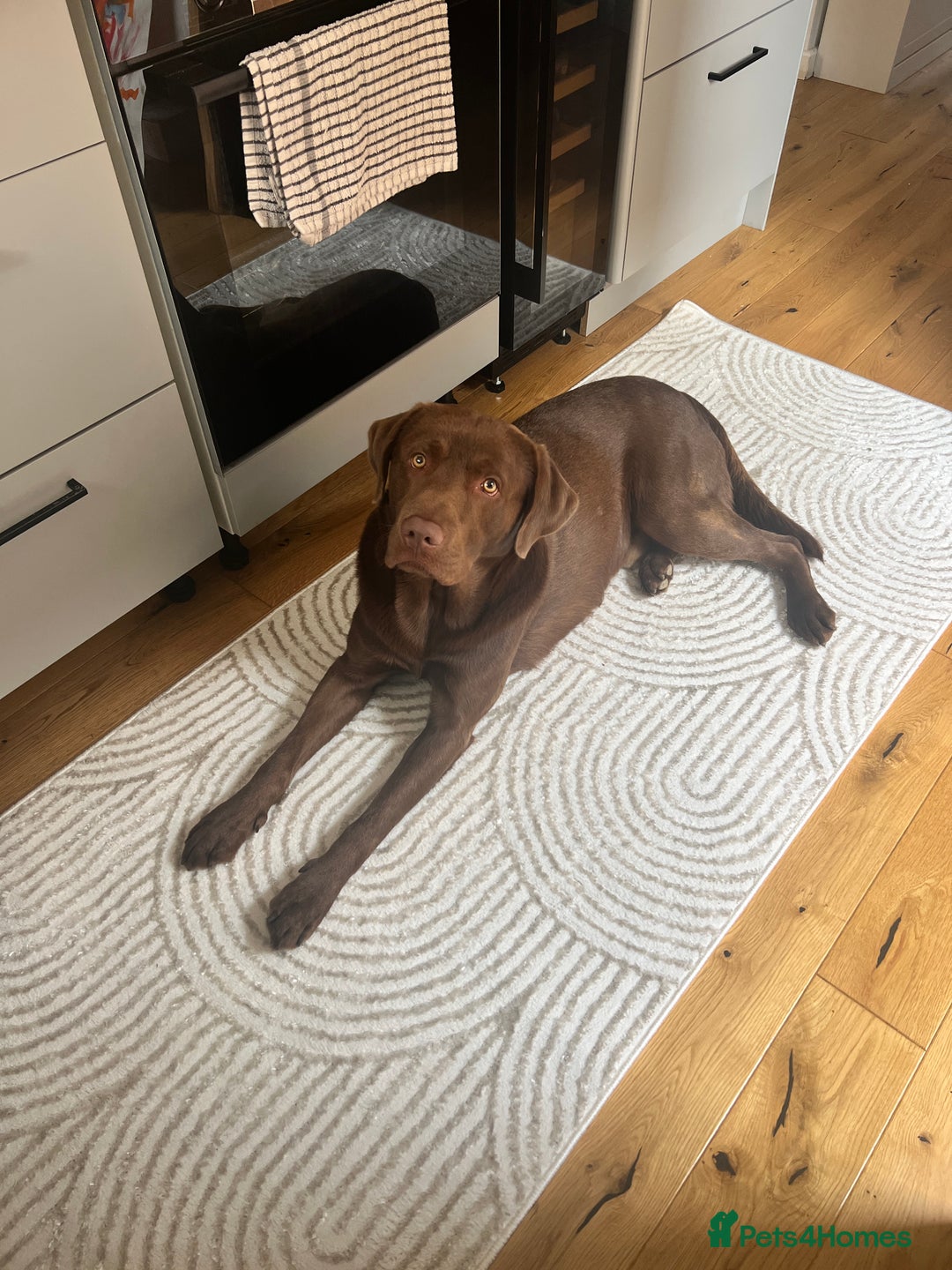 Labrador Retriever dogs for stud: Male for stud - Image 5