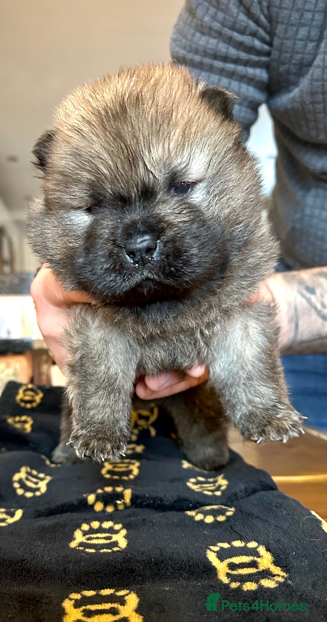 Chow Chow dogs for sale: Stunning KC registered Chow Chow puppies  - Advert 13