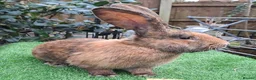Continental Giant rabbits for sale: PURE HEALTHY Continental Giants PROVEN FOR STUD🐰  - Advert 6