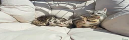 British Shorthair cats for sale: Fluffy Tigers (Last Two) - Advert 9