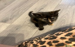 Mixed Breed cats for sale: 3 stunning kittens  - Image 4