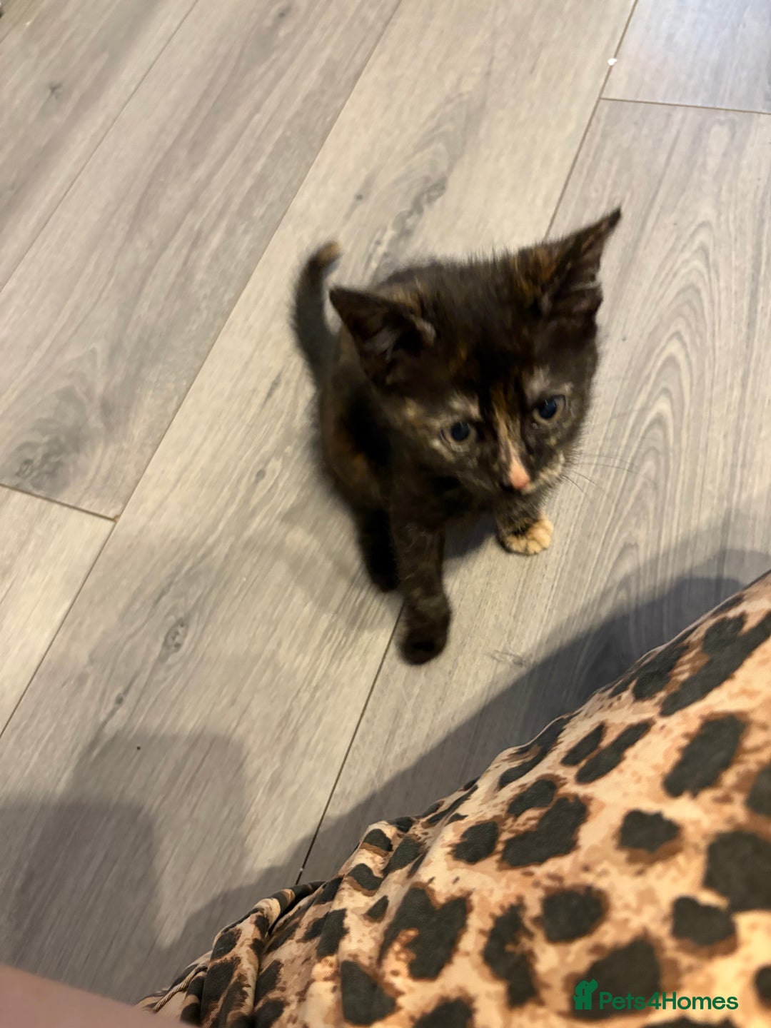 Mixed Breed cats for sale: 3 stunning kittens  - Image 4