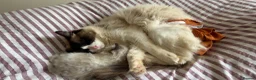 Ragdoll cats for sale: Stud Male for Sale  - Advert 4