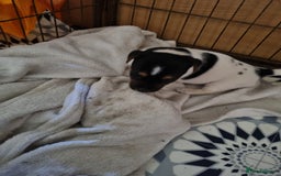 Jack Russell dogs for sale: Jack Russell pups  - Image 8