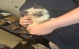 Ragdoll cats for sale: Beautiful Ragdoll kittens  - Image 1