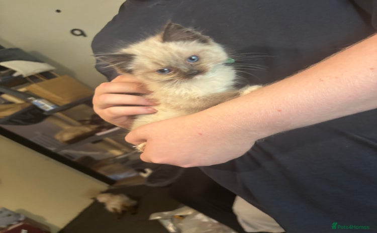 Ragdoll cats - Advert 2