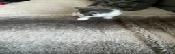 Mixed Breed cats for sale: Will be looking for homes soon - Advert 4