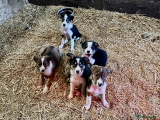 Mixed Breed dogs Welsh Sheepdog Cross Puppies - Advert 4