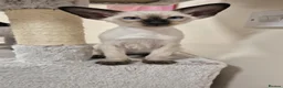 Oriental cats for sale: GCCF Registered Oriental and Siamese Kittens - Advert 5