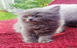 British Longhair cats for sale: Gorgeous Blue British longhair kittens - Image 13