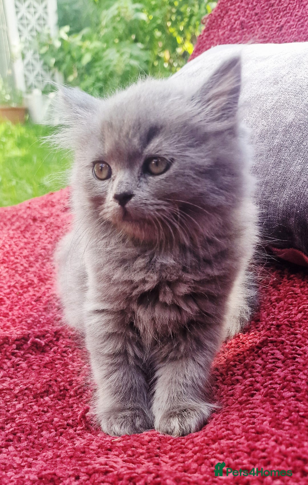 British Longhair cats for sale: Gorgeous Blue British longhair kittens - Image 13