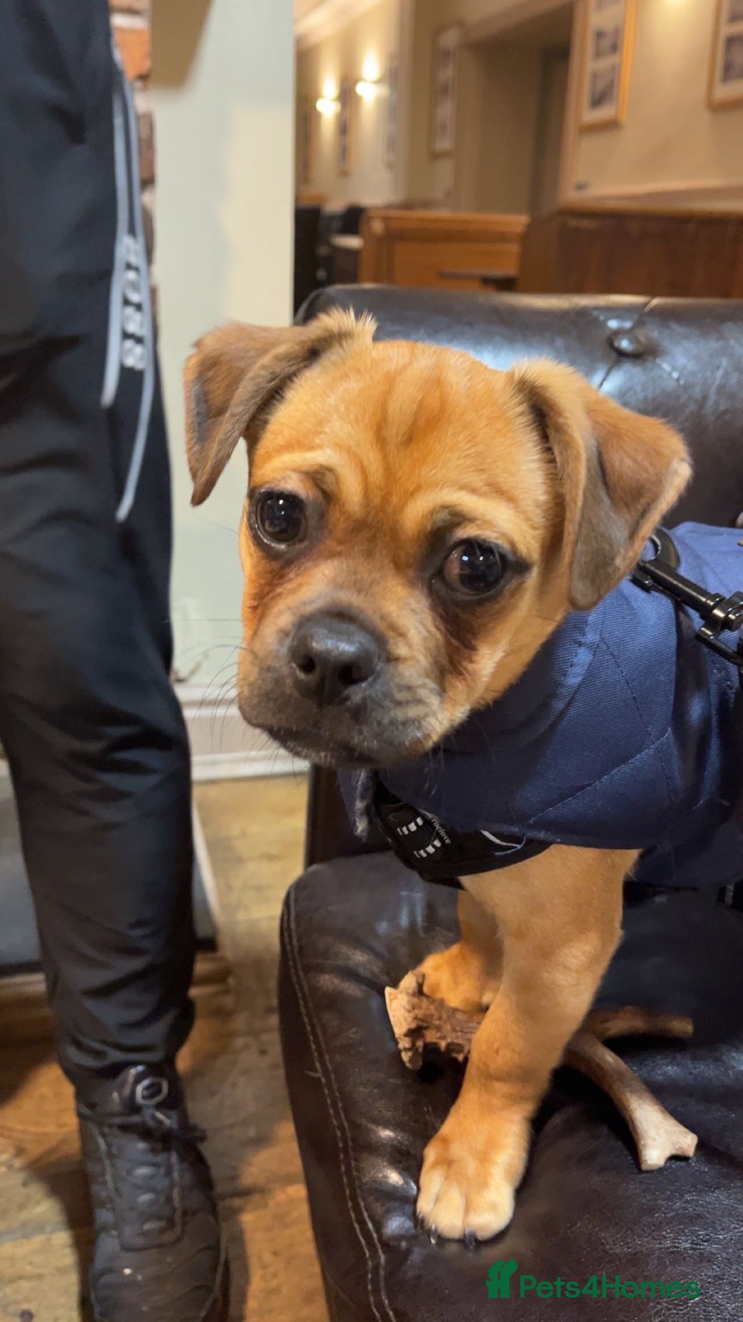 Jug dogs for stud: Archie  - Image 5