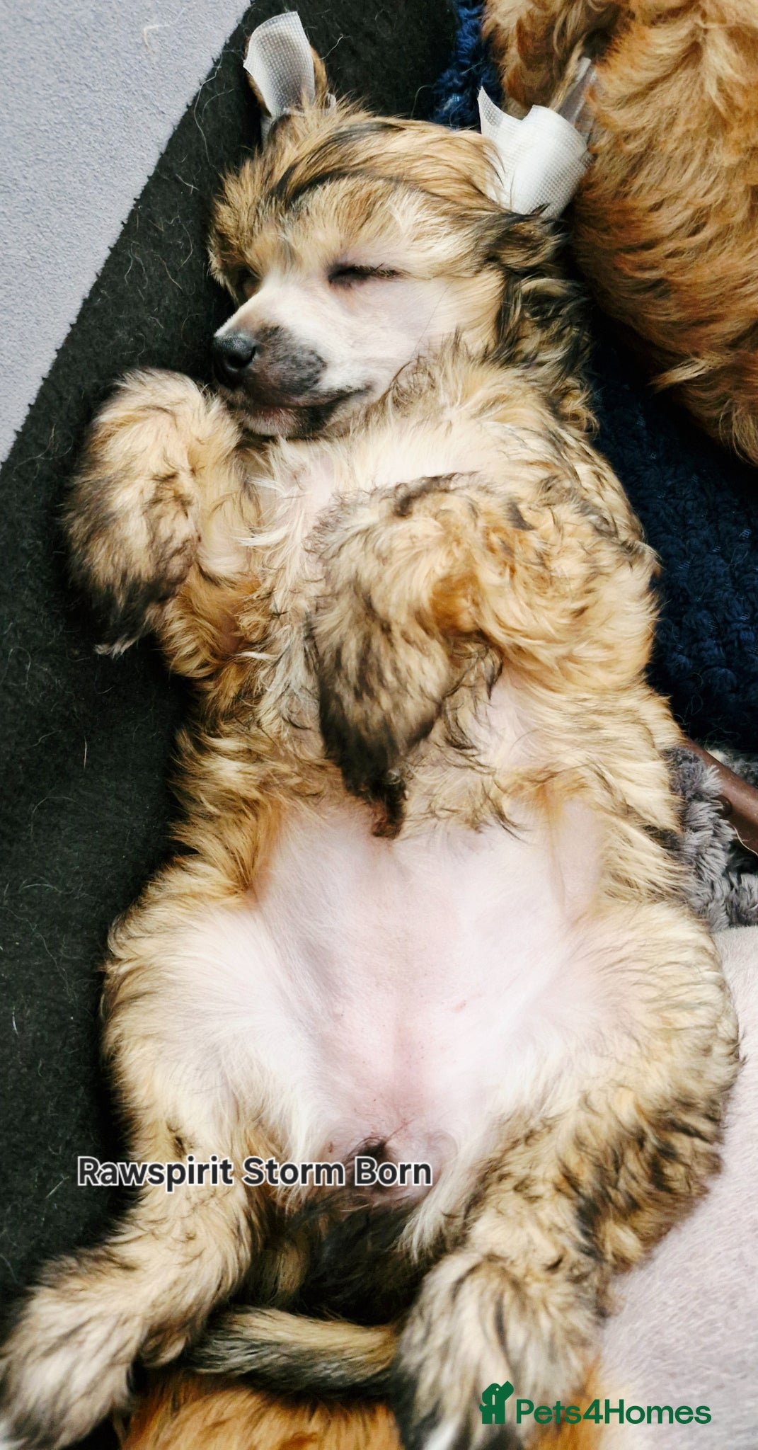 Chinese Crested dogs Kc reg, ready to new home, all paperwork done. - Advert 1