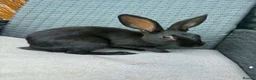 English Spot rabbits for sale: English spot cross brothers - Advert 9