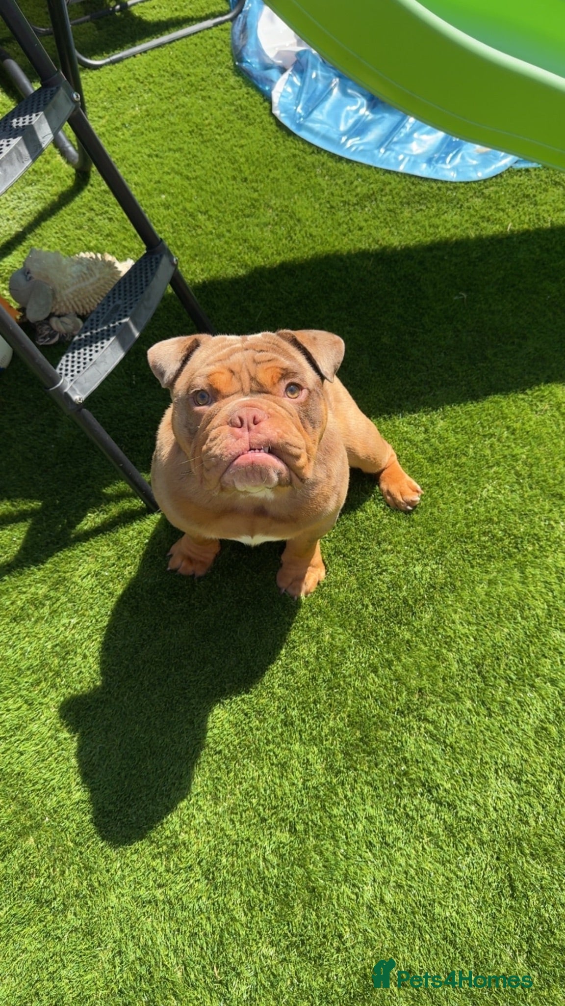 English Bulldog dogs Chocolate Merle looking for new home - Advert 2
