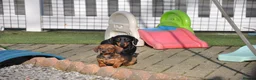 Miniature Dachshund dogs for sale: Kennel Club Mini Smooth Dachshund Puppy Girls - Advert 3