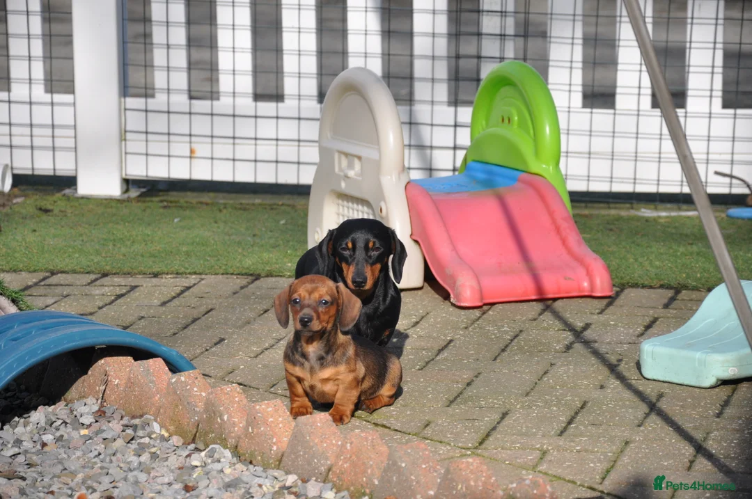Miniature Dachshund dogs for sale: Kennel Club Mini Smooth Dachshund Puppy Girls - Advert 3