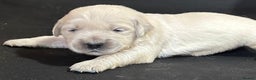 Golden Retriever dogs for sale: Chunky, cream pups - Advert 27