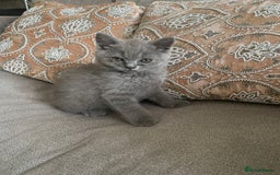British Shorthair cats for sale: Four tiny heart-stealers looking for loving home - Image 8