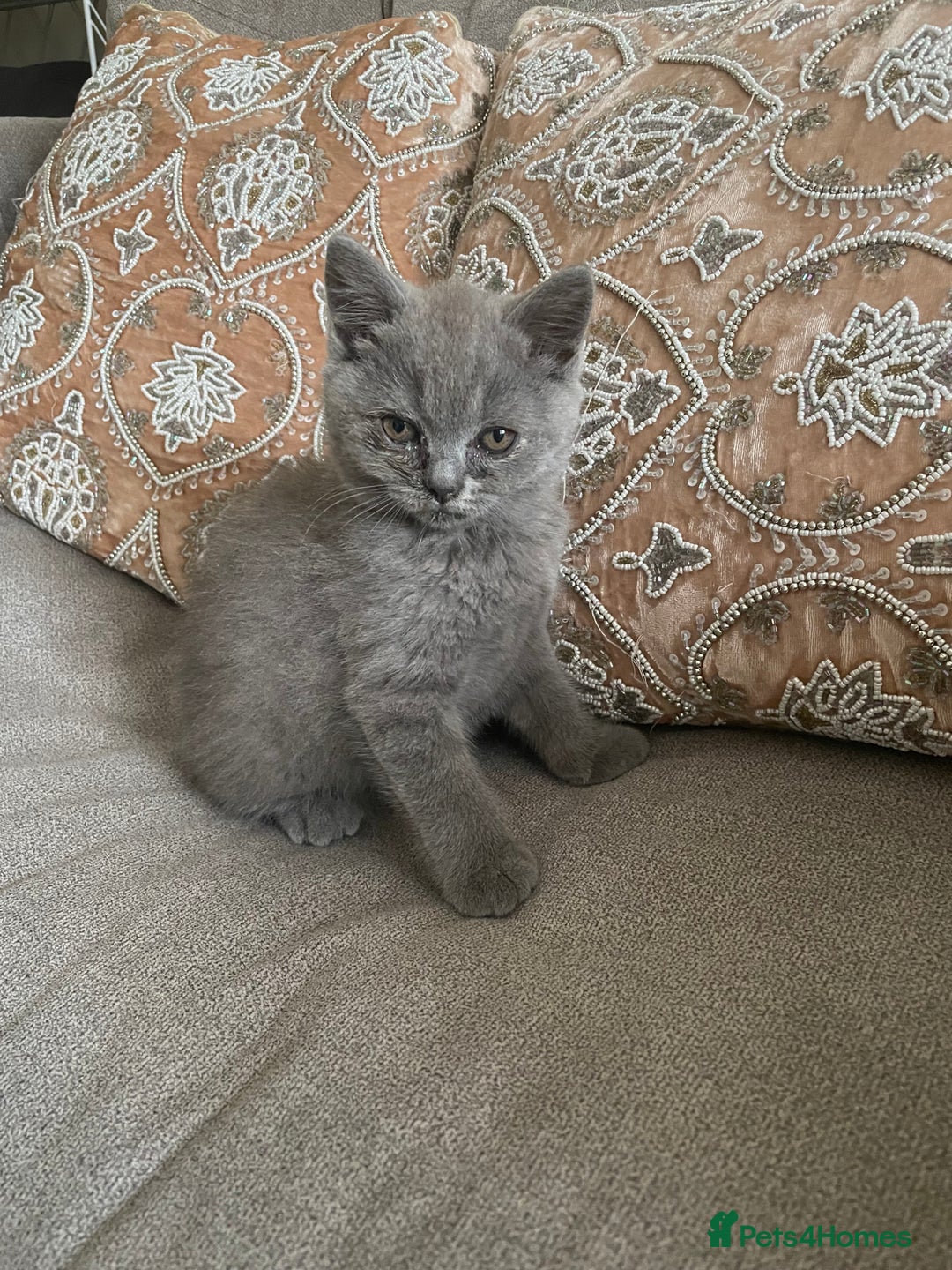 British Shorthair cats for sale: Four tiny heart-stealers looking for loving home - Image 8