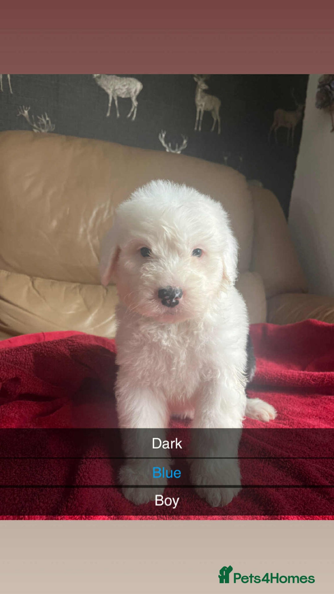 Old English Sheepdog dogs for sale: Old english sheepdog  - Image 3