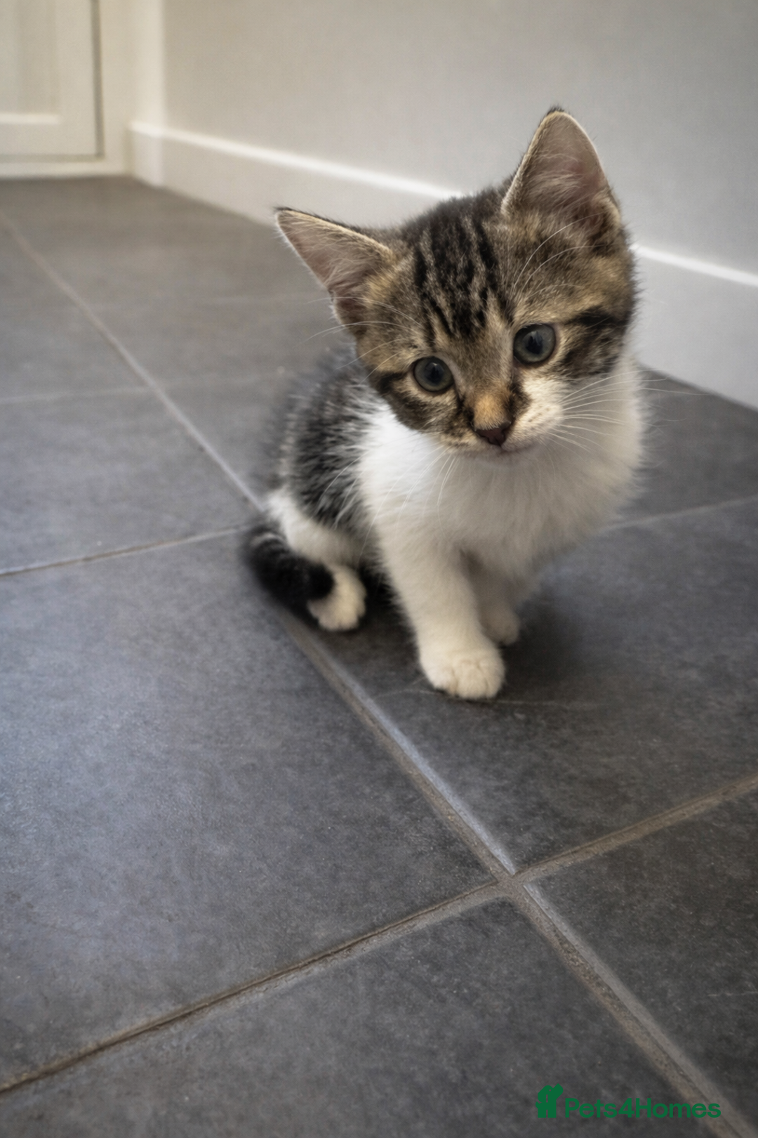 Mixed Breed cats for sale: 3 beautiful kittens for sale - Advert 3