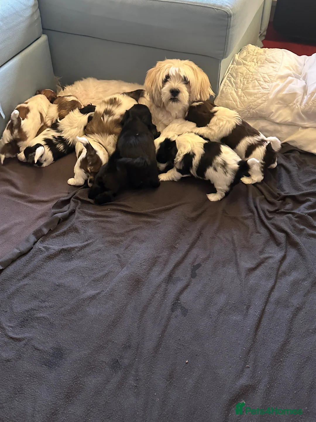 Mixed Breed dogs for sale: Lovely puppies  - Advert 1