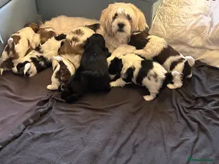 Mixed Breed dogs Lovely puppies - Advert 2