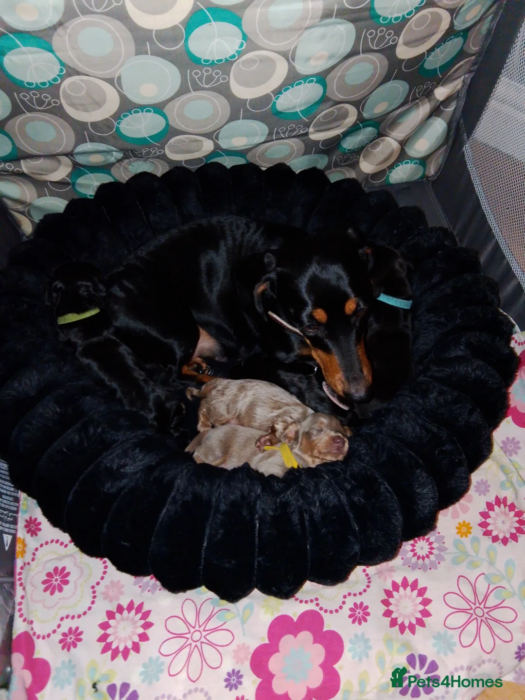 Miniature Dachshund dogs for sale: Miniature Dachshund  - Advert 9