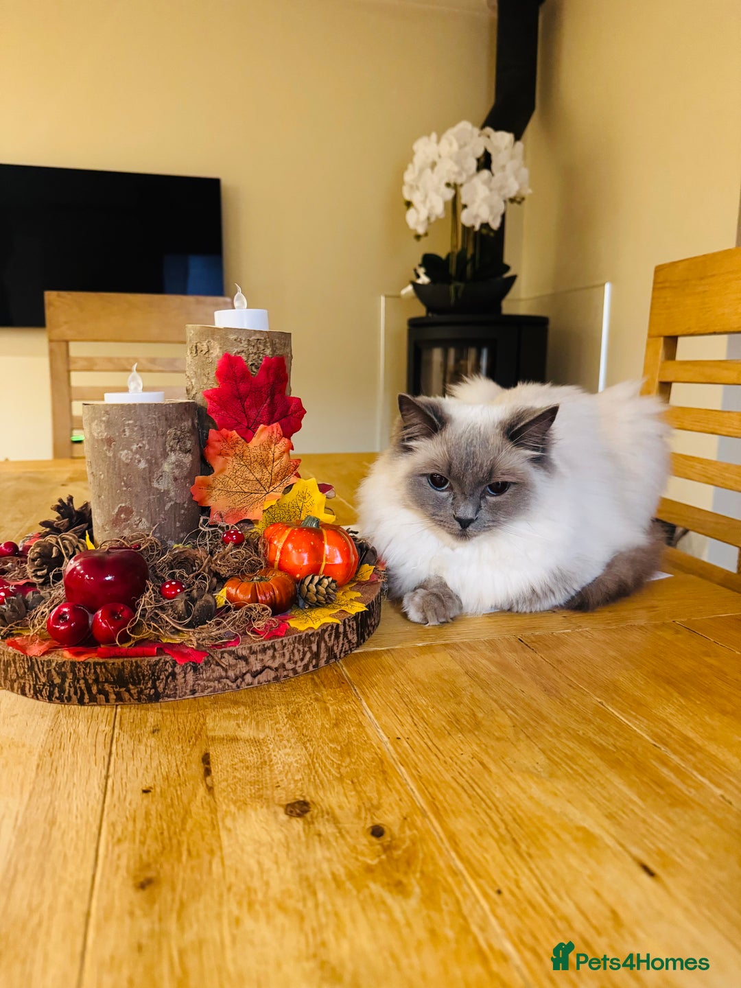 Ragdoll cats for sale: Beautiful Ragdoll - Advert 2